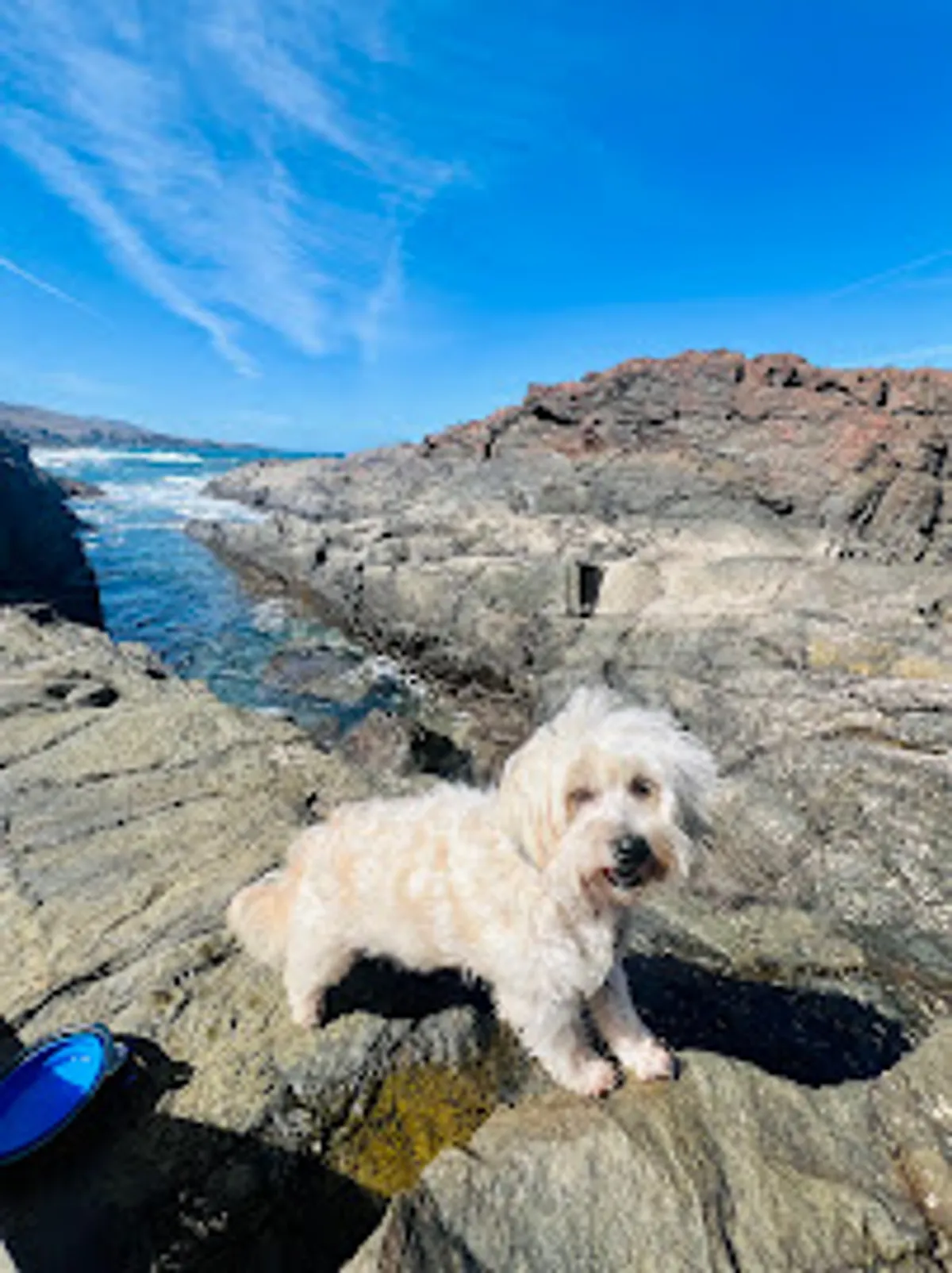 Conciergerie animale Kari’net Médoc