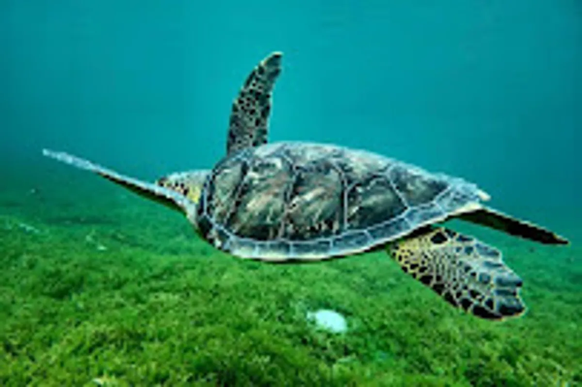 Conciergerie Madikaynet